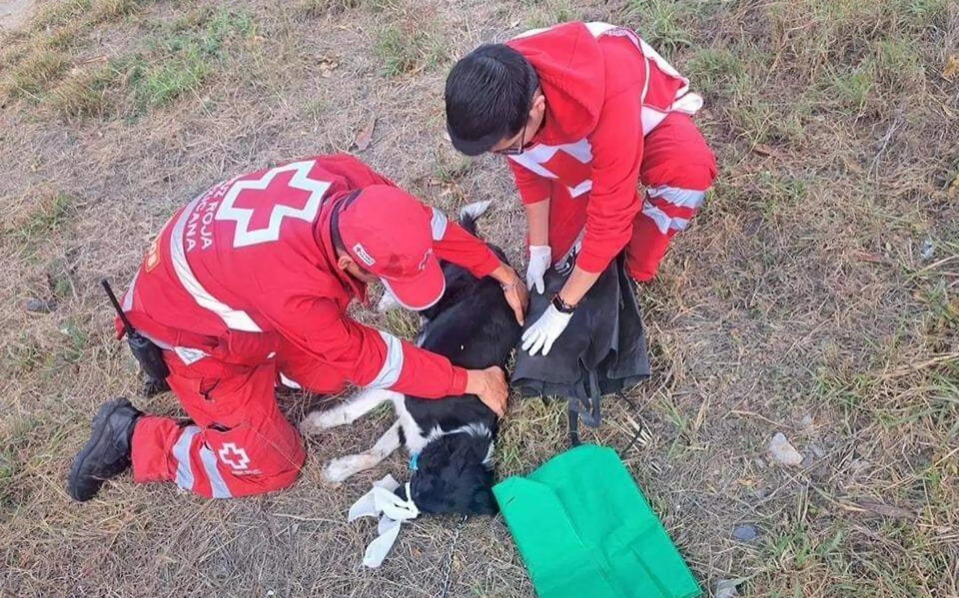 Cruz Roja Tamaulipas le salva la vida a perrito herido